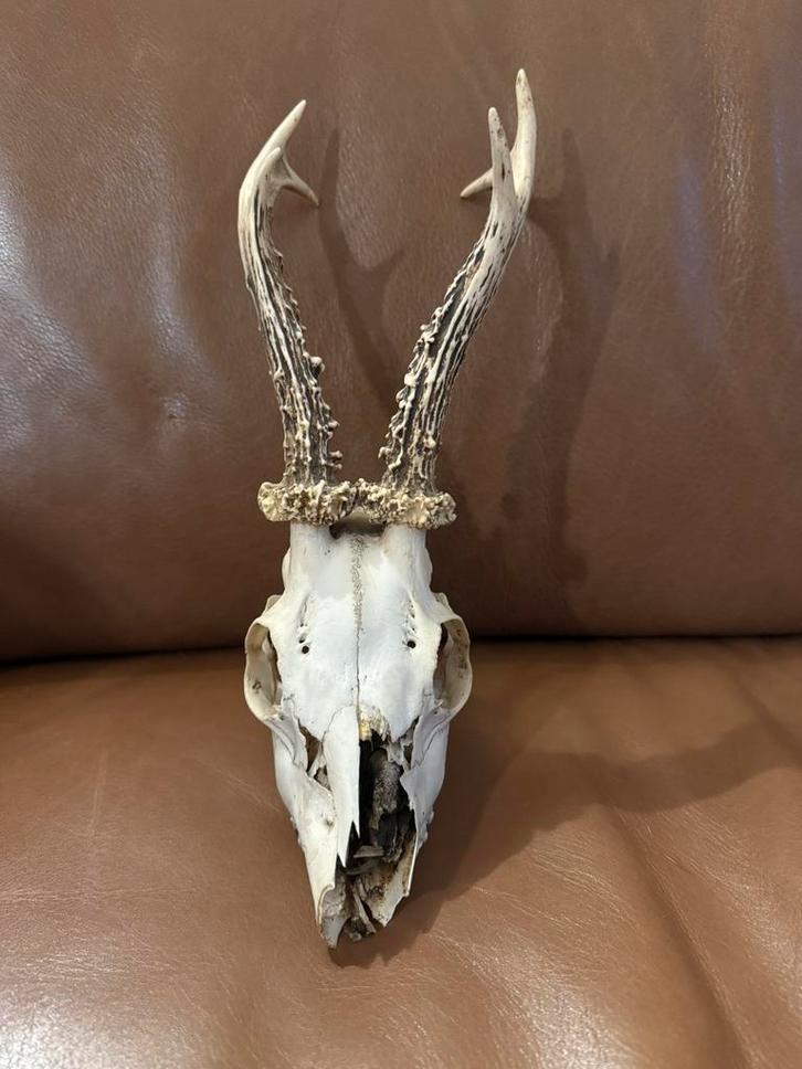 Dierenschedel Ree met gewei, Verzamelen, Dierenverzamelingen, Zo goed als nieuw, Schedel, Hert, Ophalen of Verzenden