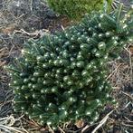 **ACTIE** Abies koreana, Koreaanse zilverspar, Ophalen of Verzenden, Overige soorten, Struik, Minder dan 100 cm