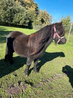 Mooie shetland merrie met stamboom., Merrie, Met stamboom, A pony (tot 1.17m), 3 tot 6 jaar