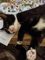 Tala zoekt rust en ruimte, Dieren en Toebehoren, Katten en Kittens | Overige Katten, Poes
