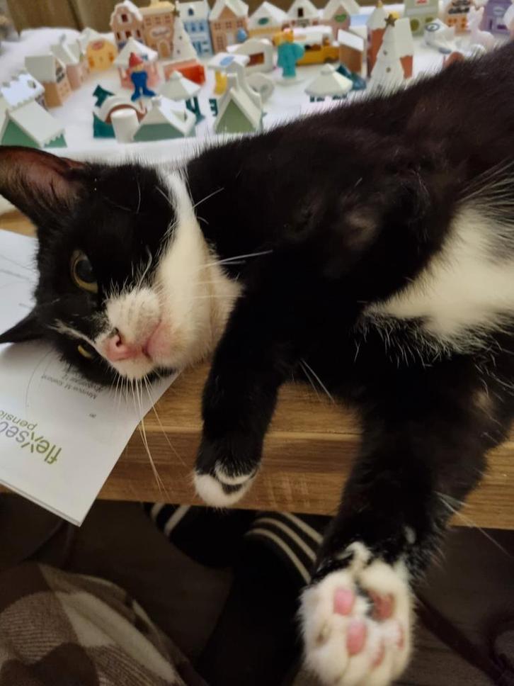 Tala zoekt rust en ruimte, Dieren en Toebehoren, Katten en Kittens | Overige Katten, Poes