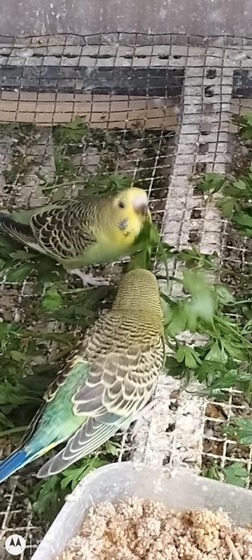 Baby Grasparkieten beschikbaar voor biedingen