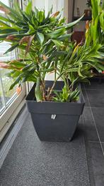 Dracaena 3-in-1 pot incl. plastic pot, Ophalen, Overige soorten, Halfschaduw, In pot