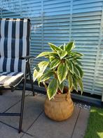 Kunstplant/Boom - 80cm - Realistisch, Tuin en Terras, Planten | Tuinplanten, Ophalen of Verzenden