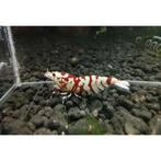 Fancy Tiger Red high grade garnalen. Beperkt beschikbaar!, Dieren en Toebehoren, Vissen | Aquariumvissen, Kreeft, Krab of Garnaal
