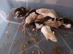 Tamme baby ratjes rittens, Dieren en Toebehoren, Knaagdieren, Juni, Meerdere dieren, Rat