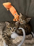 Twee lieve baby katten jongen en meisje, Dieren en Toebehoren, Katten en Kittens | Raskatten | Korthaar