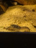 Cambarellus diminutus / dwergkreeft, Dieren en Toebehoren, Vis