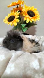 2 leuke tamme Lunkarya cavia beertjes, 5 weken oud., Cavia, Mannelijk, Tam, September