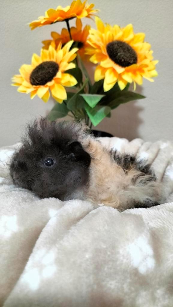 2 leuke tamme Lunkarya cavia beertjes, 5 weken oud., Dieren en Toebehoren, Knaagdieren, Mannelijk, Cavia, September, Tam