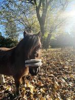 Te huur: Stal + grond + rijbak voor Shetlanders, Dieren en Toebehoren, Stalling en Weidegang, Weidegang