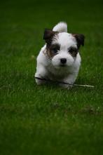 jack russel terrier ruw haar, Nederland, Jack Russell Terriër, 8 tot 15 weken, Teef