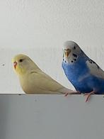 Gras Parkieten koppel., Dieren en Toebehoren, Vogels | Parkieten en Papegaaien, Meerdere dieren, Parkiet