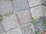 Tuintegels gratis, Tuin en Terras, Tegels en Klinkers, Ophalen, Gebruikt, 10 m² of meer, Beton