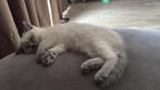 Britse korthaar poesjes kittens 4 maanden oud, Poes, Ontwormd, 0 tot 2 jaar
