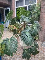 Grote en Gezonde Monstera Deliciosa (Gatenplant) - ca. 1.60m, Ophalen