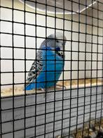 Engelse grasparkiet, Dieren en Toebehoren, Vogels | Parkieten en Papegaaien, Mannelijk, Parkiet, Geringd