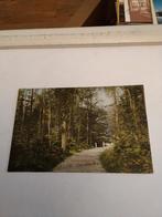 PRINCEHAGE. WILHELMINALAANTJE. LIESBOSCH 1934, Ophalen of Verzenden, 1920 tot 1940, Zuid-Holland