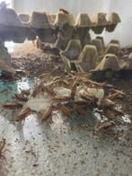 Krekels, Dieren en Toebehoren, Reptielen en Amfibieën | Toebehoren, Ophalen, Nieuw, Overige typen