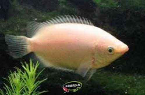 Zoenvis - Helostoma Temminckii - Koidreams Valburg, Dieren en Toebehoren, Vissen | Aquariumvissen, Zoetwatervis, Vis