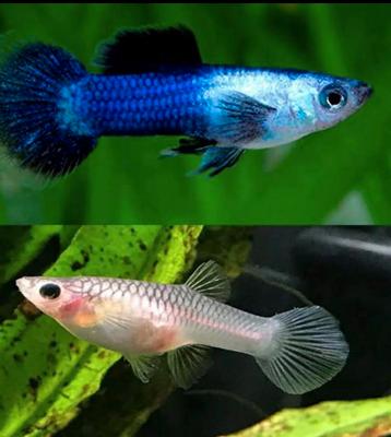 Poecilia wingei panda blue lace endler guppen kweekgroep beschikbaar voor biedingen