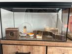 Terrarium/kooi/hok voor hamster met deksel en toebehoren, Hamster, Minder dan 60 cm, 75 tot 110 cm, Zo goed als nieuw