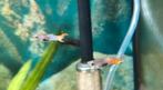 Jonge mannen guppies, Vis