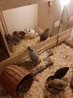 Eieren kwartels, Dieren en Toebehoren, Pluimvee, Geslacht onbekend, Overige soorten