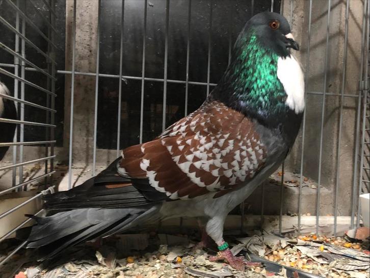 Koppel sierduiven ras: Cauchois, Dieren en Toebehoren, Vogels | Duiven, Meerdere dieren