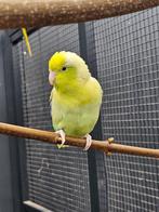 Gladiator zoekt een huisje!, Dieren en Toebehoren, Vogels | Parkieten en Papegaaien, Papegaai, Geringd