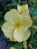 Oenothera, Teunisbloem, Ophalen, Zomer, Tweejarig, Overige soorten