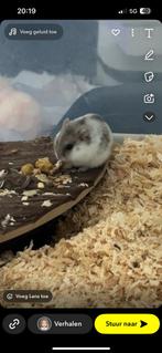 Dwerghamster, Dieren en Toebehoren, Knaagdieren, Hamster, Juni, Mannelijk, Tam