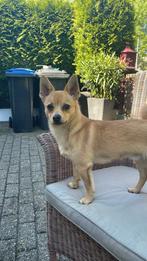 Pomchi, Rabiës (hondsdolheid), Reu, 1 tot 2 jaar, Eén hond