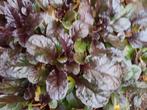 zenegroen, donkerrood blad, prima bodembedekker, 2 voor€0,75, Ophalen, Bodembedekkers, Vaste plant, Halfschaduw