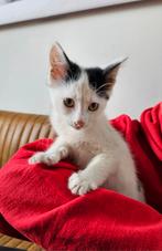 Nog 1 katertje te koop, Dieren en Toebehoren, Katten en Kittens | Overige Katten, Meerdere dieren, Kortharig, 0 tot 2 jaar