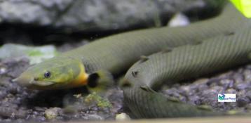 Wimpelaal beschikbaar voor biedingen