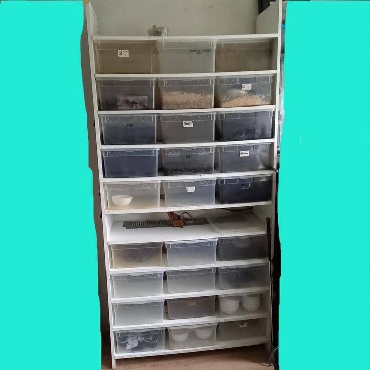 Rack *moet deze week weg., Dieren en Toebehoren, Reptielen en Amfibieën | Toebehoren, Gebruikt, Terrarium of Paludarium, Ophalen