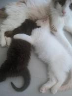 Kitten ras Ragdoll, Dieren en Toebehoren, Katten en Kittens | Raskatten | Langhaar, Poes