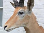 Grote opgezette KOP IMPALA antilope (gewei), Ophalen, Zo goed als nieuw, Hert, Gewei of Kop