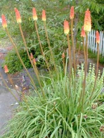 Kniphofia . Vaste plant. In 1 liter pot. OP=OP beschikbaar voor biedingen