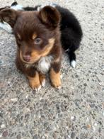 Kruising pups, Dieren en Toebehoren, Overige rassen, 8 tot 15 weken, CDV (hondenziekte), Meerdere