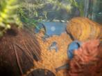 jong blauwe  Florida kreeften, Dieren en Toebehoren, Kreeft, Krab of Garnaal, Zoetwatervis, Schoolvis