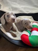 Kaninchen Isabella kortharige teckel pups, Dieren en Toebehoren, Kaninchen, 8 tot 15 weken, Korthaar, Meerdere