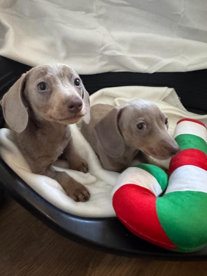 Kaninchen Isabella kortharige teckel pups, Dieren en Toebehoren, Honden | Teckels en Dashonden, Meerdere dieren, Korthaar, Kaninchen