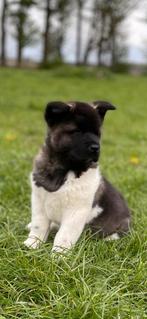 American Akita pups , puppy met stamboom Amerikaanse Akita, Dieren en Toebehoren, Honden | Poolhonden, Keeshonden en Oertypen