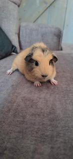 Mooie jonge Borstel/Gladharige/ Teddy cavia's, Cavia, Juli, Meerdere dieren, Tam
