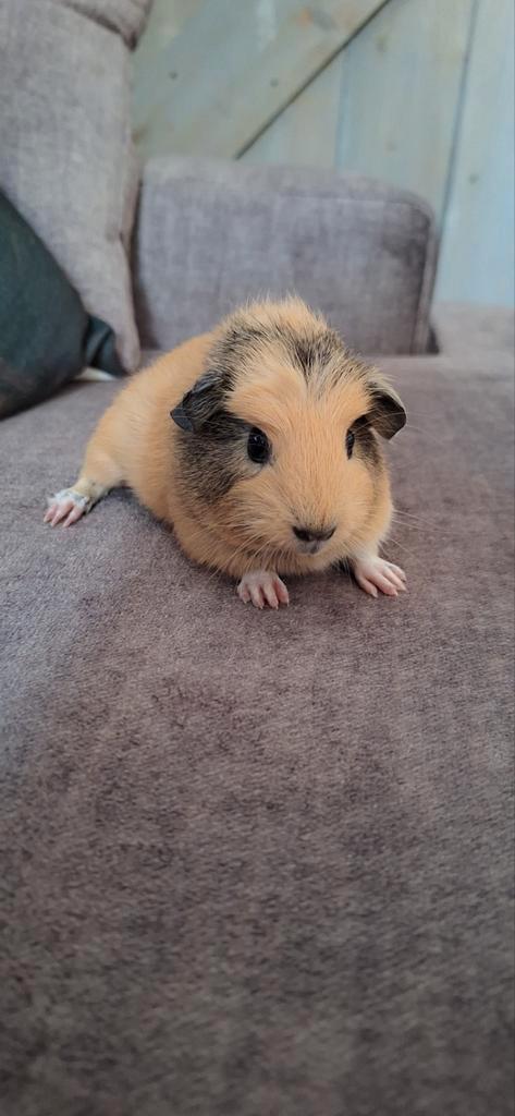 Mooie jonge Borstel/Gladharige/ Teddy cavia's, Dieren en Toebehoren, Knaagdieren, Meerdere dieren, Cavia, Juli, Tam
