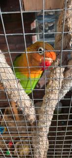 Jonge fischerie agapornis, Geslacht onbekend, Dwergpapegaai of Agapornis