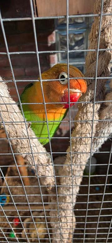 Jonge fischerie agapornis  beschikbaar voor biedingen