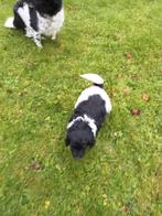 Friese Stabij x Friese stabij pups puppies puppy's, Dieren en Toebehoren, Overige rassen, Meerdere dieren, Eén hond, Nederland